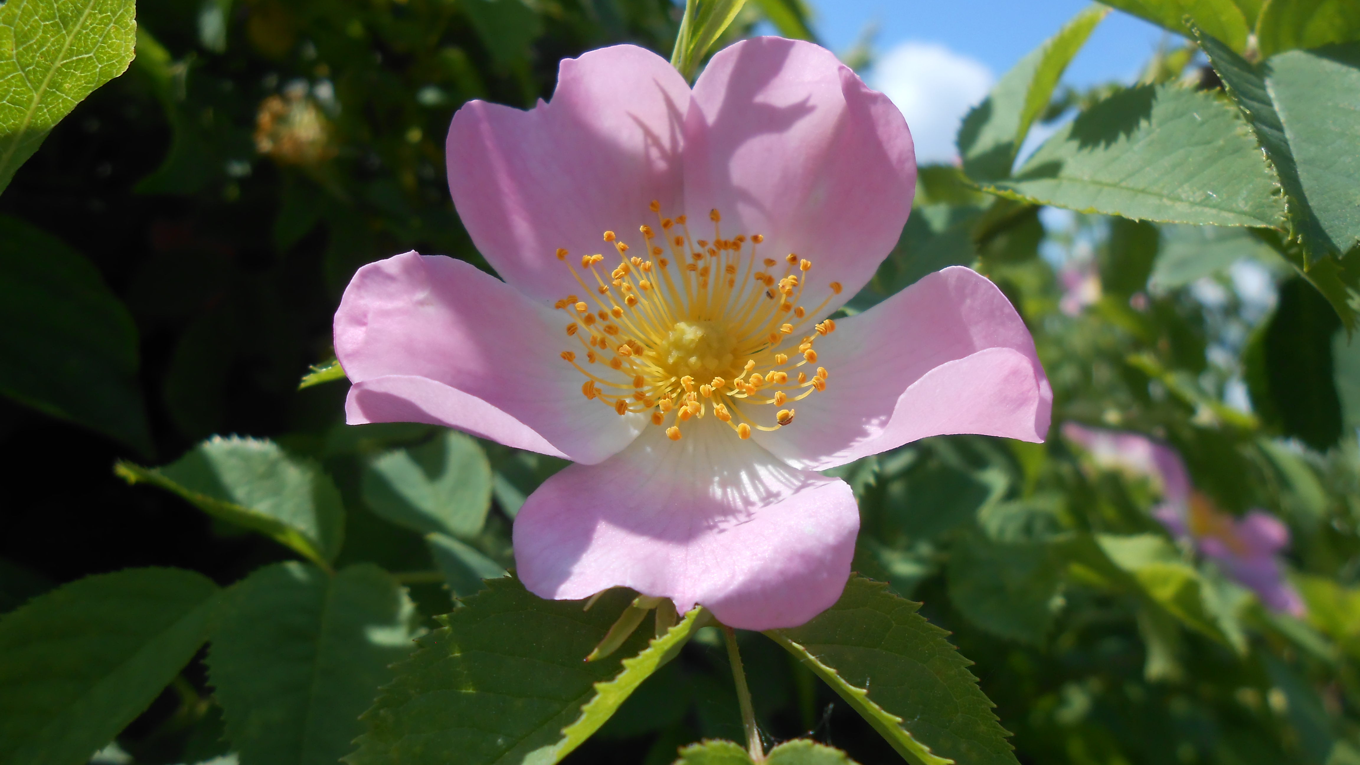 Rose blossom photo